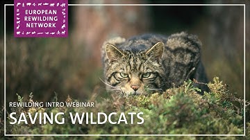 European Rewilding Network | Rewilding Intro | Saving Wildcats