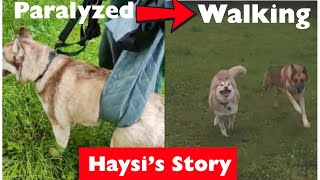 Easy Home Tricks to Help Your Paralyzed Pup walk again