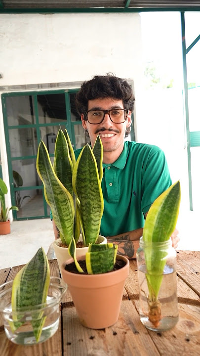 🪴3 formas de propagar Lengua de Suegra🪴