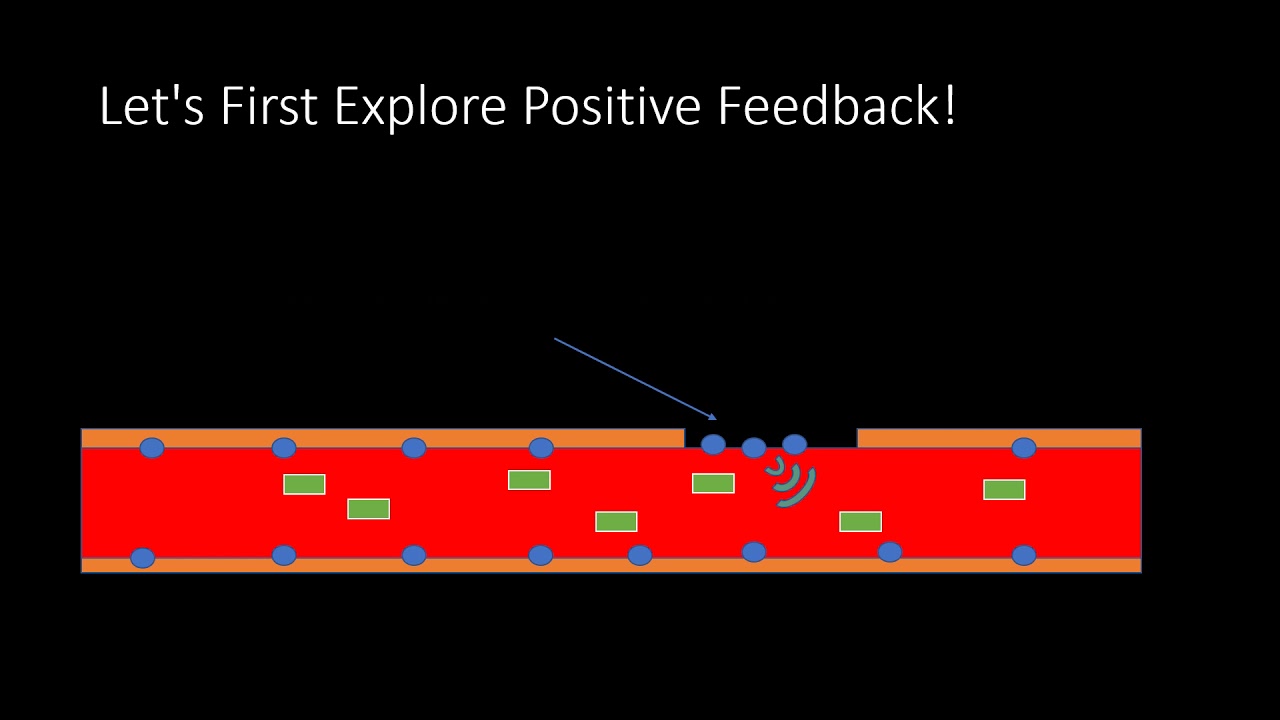 Homeostasis animation