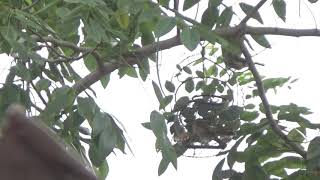 Bẫy Chim Trao Trão Với Mồi Già Vip