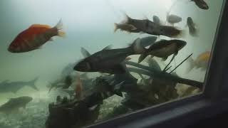 8 Feet Fiber Fish Tank