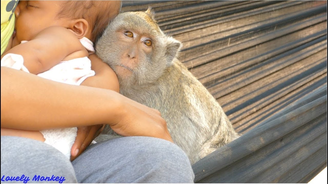 Amazing Sok Monkey  Grooming Human  Baby  Sweet Sok Care 