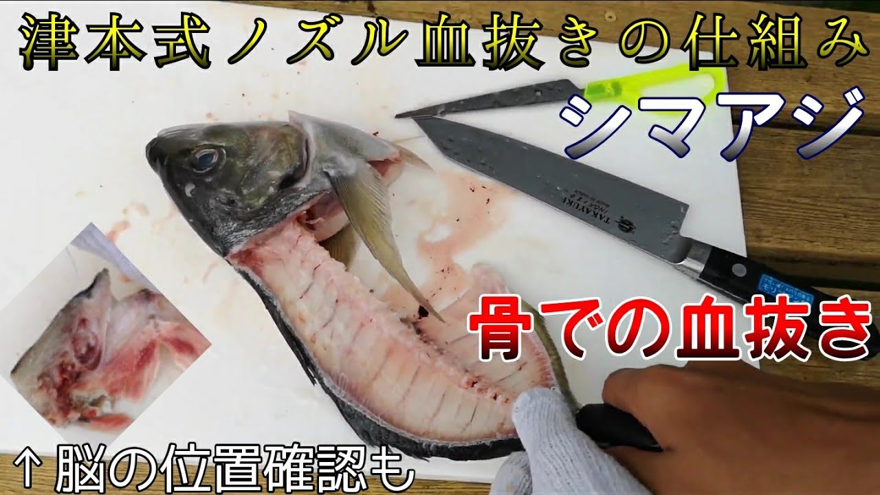 52 津本式血抜き仕組み観察その1 神経抜き 血抜き脳の位置確認等 Youtube