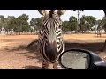 САФАРИ и ЗООПАРК В РАМАТ ГАНЕ ИЗРАИЛЬ SAFARI and ZOO IN RAMAT GAN ISRAEL