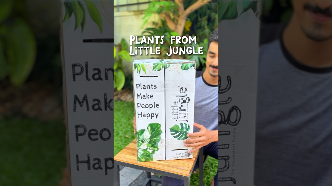 Safest plant packing method 👍🏼by little jungle 