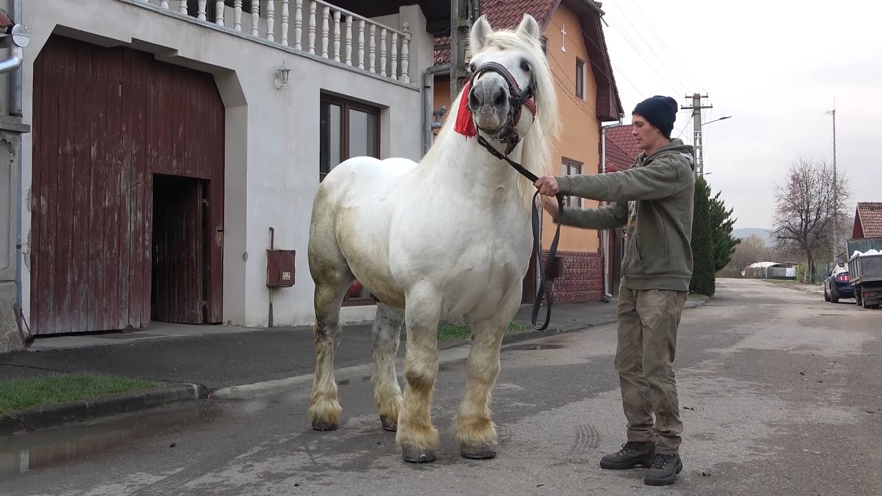 Caii domnului Berbescu de la Cristian, Sibiu Nou!!!