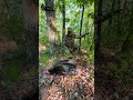 The Moultrie trail camera's paid off big!