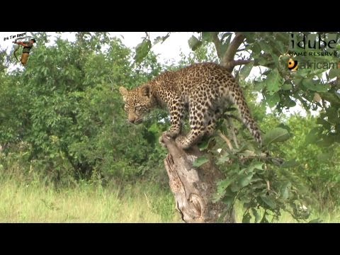 Leopard And Cub - Life Outside The Bushcamp - 13: Strolling Along The Bushcamp Access Road