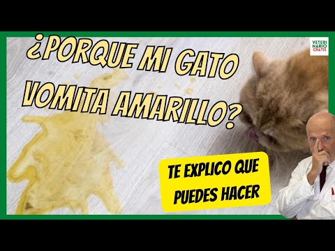 ¿POR QUÉ MI GATO VOMITA AMARILLO? ⚠️ ¿QUE LE PUEDO DAR? ⚠️ TIPOS DE VÓMITO EN GATOS hqdefault