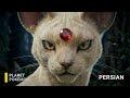 Real Life Pokémon – Documentary: Meowth to Persian | The Urban Apex Predator