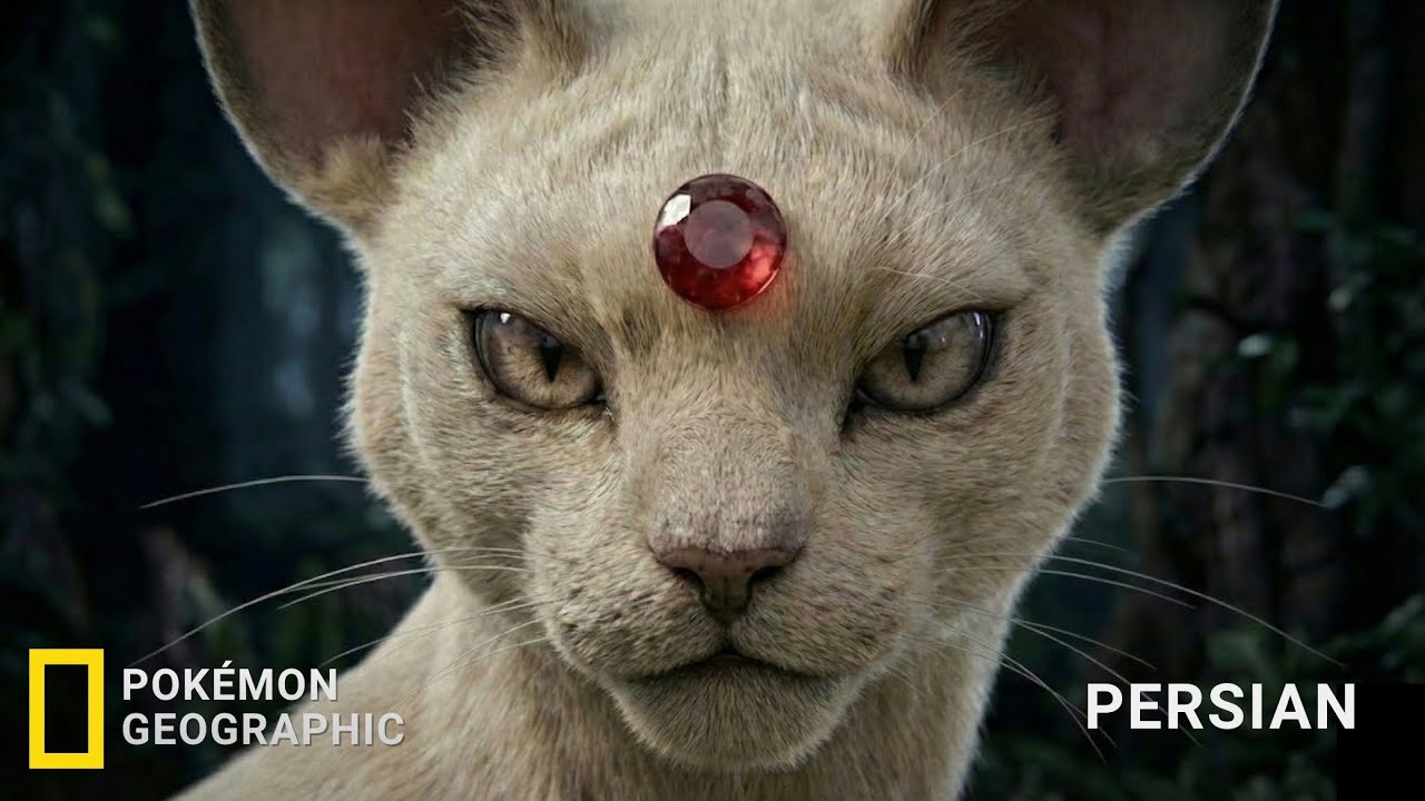 Real Life Pokémon – NatGeo: Meowth to Persian | The Urban Apex Predator