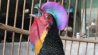 BUNYI || SUARA || BERKOKOK || AYAM HUTAN HIJAU|| GREEN JUNGLE FOWL SOUND