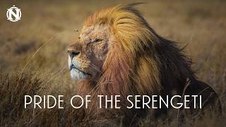 Travel vlog - Pride of the Serengeti | An East Africa Safari Guide Story