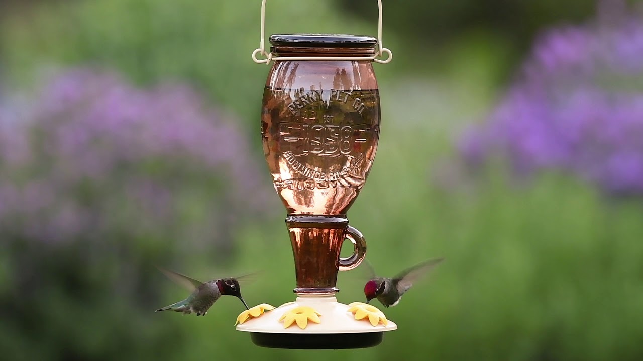 Perky Pet Sugar Maple Top Fill Glass Hummingbird Feeder Youtube