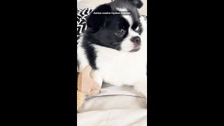 What do our pets know about investing products?