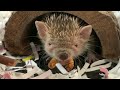 End of video