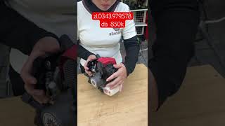 đầu máy xã kho bao nổ
