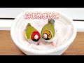 【はじめまして】可愛いらしい家族が増えました　コキンチョウ　　pinohana