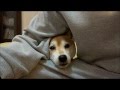 柴犬いちご 左右からパパを振り向かせる!