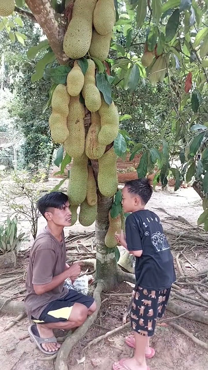 ask for cempedak fruit #shorts