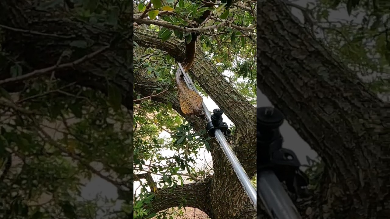 Catching Africa's Deadliest Cobra! 