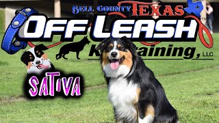 1yo Mini Australian  Shepherd (Sativa) Before & After | Best Dog Trainers Texas