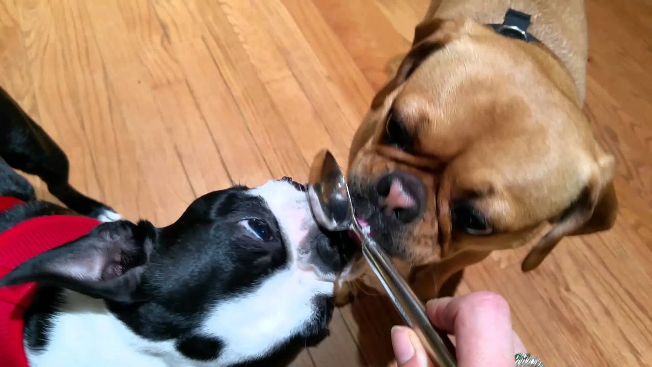 Puppy spoon lick cuteness YouTube