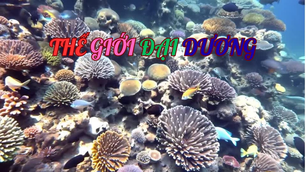 🐳 Cùng Bé khám Phá 20 Sinh Vật Đại Dương 🌊 | Học Tên Tiếng Việt – Tiếng Anh & Tiếng Kêu Vui Nhộn 🐠