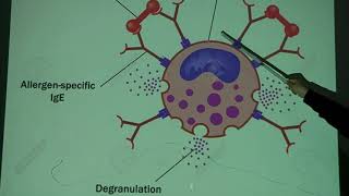 HISTOLOGIA Dr. MOYA - TEJIDO CONJUNTIVO