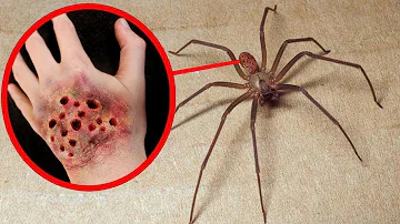 Come si chiama il ragno più velenoso al mondo?
