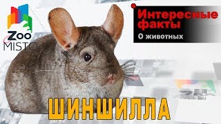 Шиншилла - Интересные факты о породе
