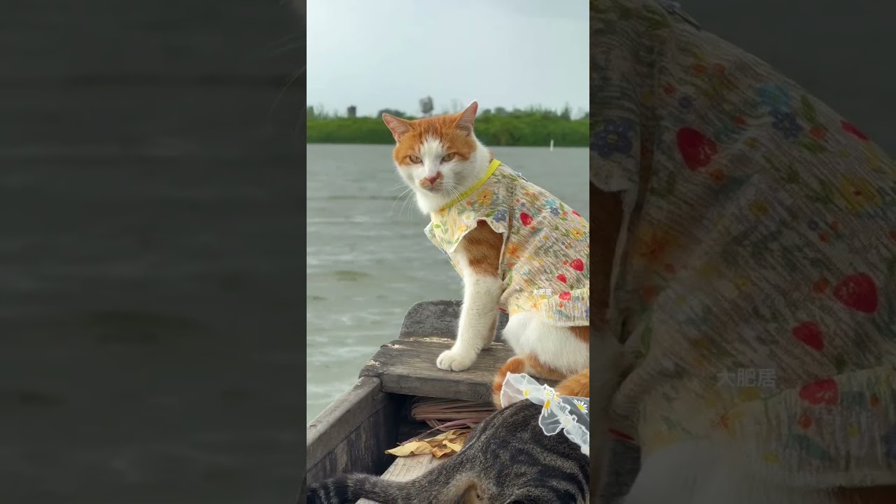 Aboriginal fishing cats by the sea record the daily life of cats leading the sea and land double #13