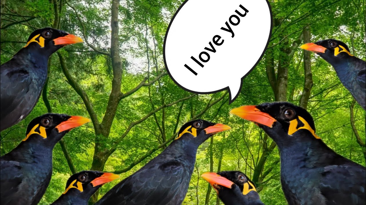 Chim Nhồng nói chuyện siêu đáng yêu #birds #animals /Cute Animal -VN 7979