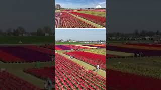 Drone captures beautiful carpet of blooming tulips at Oregon farm | NBC4 Washington
