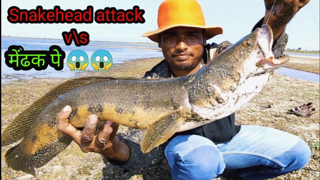 Snakehead fishing | Murrel fishing |  Lure fishing | Frog fishing | How to catch big snake head fish