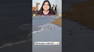 Pani a gaila 🪿😂 #funnyvideo #comedy #reaction #petshorts #birds #birdshorts #memes #cute #birds