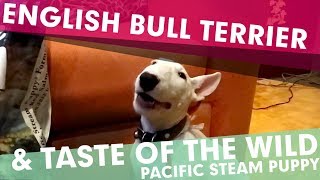 english bull terrier pup &amp; Taste of the wild