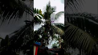 mie instan tumpah! Pak Sedih🍲 Banget #bebeklucu🍜🥘 #duckshorts #bebek #ai #shorts video♥️👍