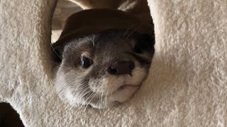 カワウソさくら 寒くなり巣に入り浸るカワウソ Hiding Otter