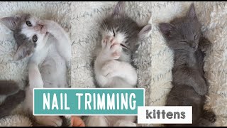 Nail Trimming Without Treats  Kittens