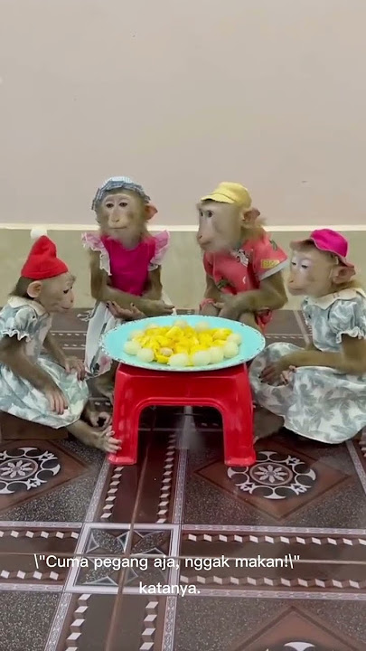 ibu monyet nunggu buka puasa lucu #shortvideo #monyet #shorts #fyp #love #monkey #1k #1m