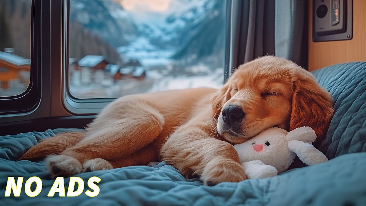 12 Hours Of Healing Dog Music🎵Relaxing Sleep Music for Dogs🐶Soothing Piano Music for Stress Relief🎹