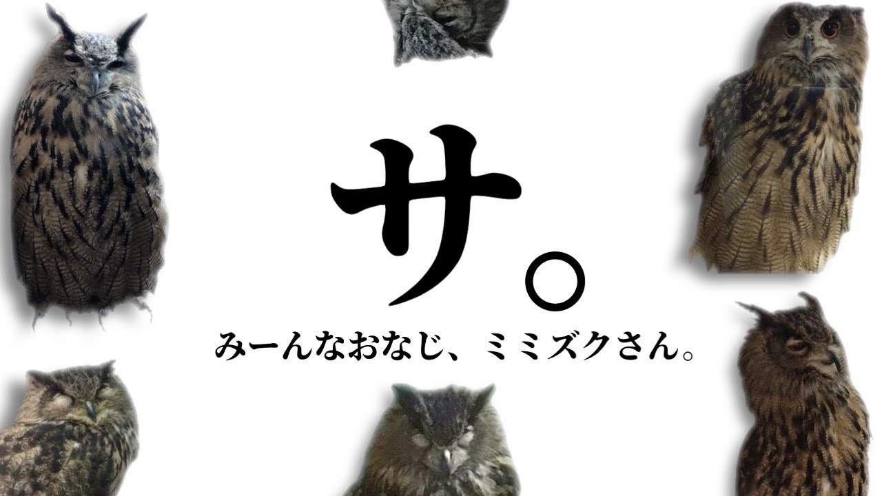 十人十色なミミズクたち！ワシミミズクの【サ。】 - YouTube