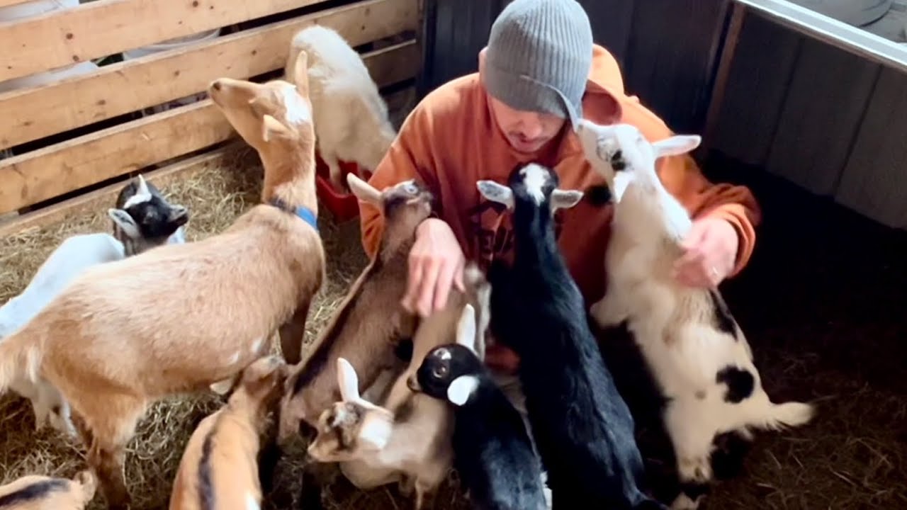 A goat almost knocked me out! / Baby goat socialization. Some need more