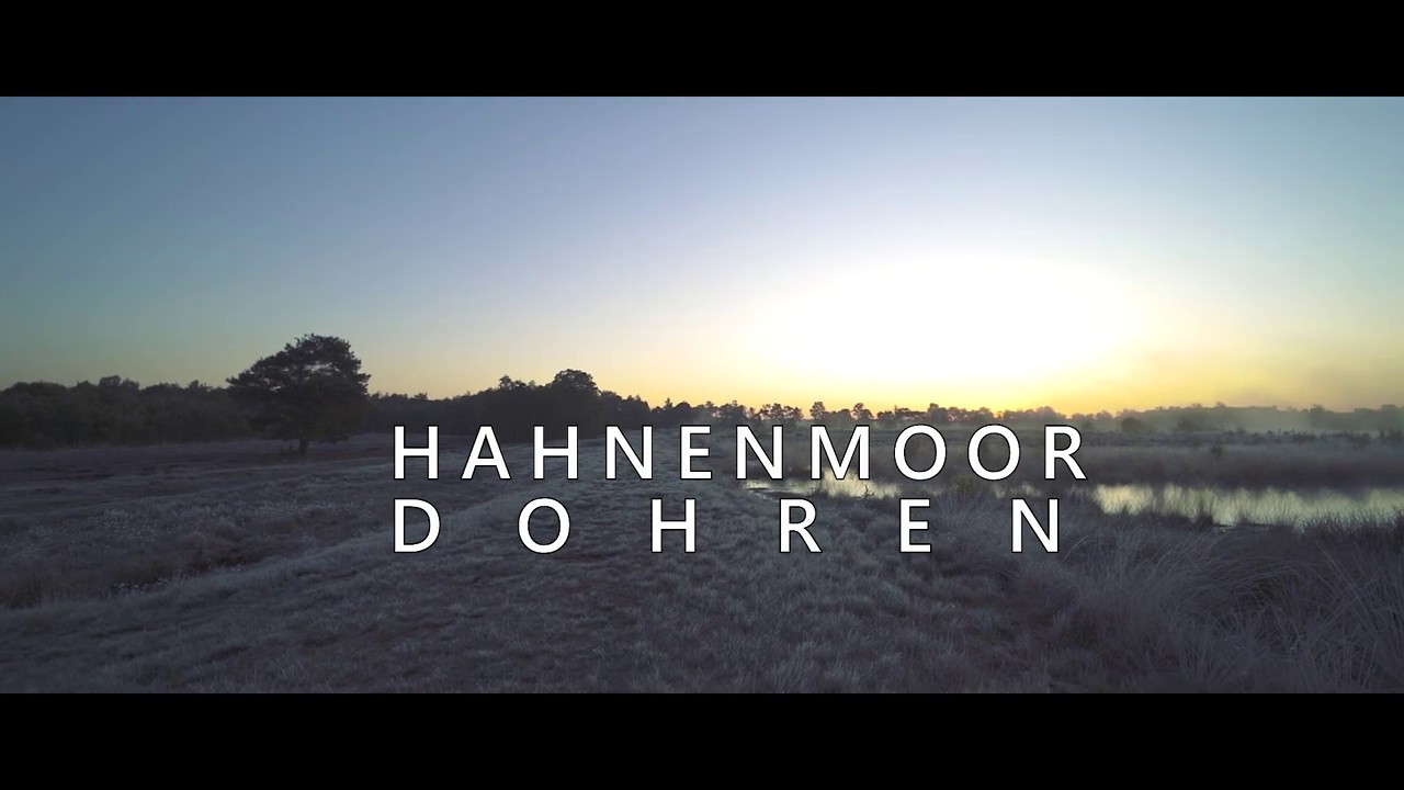 Hahnenmoor Dohren im Emsland - Wollgras im Frost