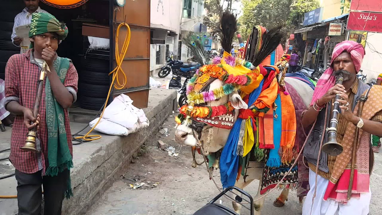 bashafanni mules