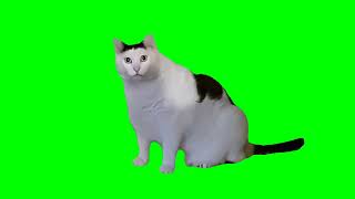 Huh Cat Meme (Green Screen, Template 2)