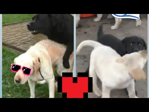 Labradores fazendo AMOR e o resultado...❤️