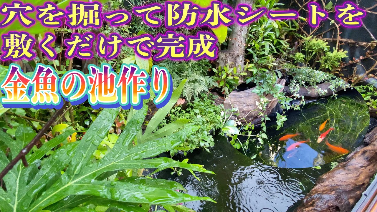 【金魚池作り】庭に防水シートで簡単に作れる癒しビオトープ